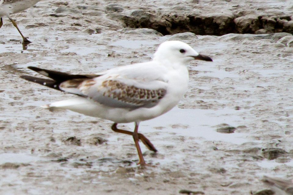 Silver Gull (Chroicocephalus novaehollandiae)